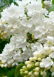 Сирень обыкновенная Агидель с3 (Никитенко)