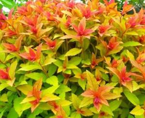 Спирея японская Голдфлэйм (Goldflame) с3