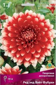 Георгина декоративная Ред энд Вайт Фубуки 1шт (100см, диаметр 11см, красный с белым, I)