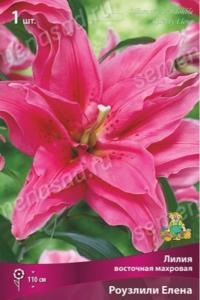 Лилия восточная Роузлили Елена 1шт (махровые цветы, темно-розовые и сиреневато-красные)