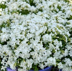 Скриншот 05-12-2024 113744