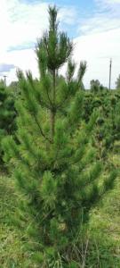 Скриншот 09-11-2023 102338