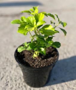 Пахизандра верхушечная с3 (Никитенко)