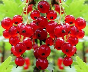 Смородина красная традиционные сорта Памятная (поздняя, ягоды средние и крупные)