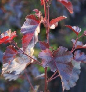 Берёза повислая Пурпуреа (Purpurea) С7.5 100-125 cm