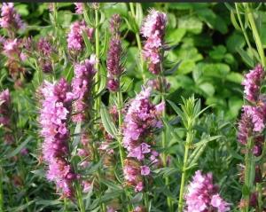 Иссоп лекарственный, C3 (розовый)
