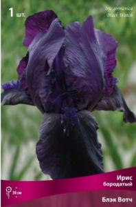 Ирис бородатый Блэк Вотч (тёмно-фиолетовый, нижние лепестки практически чёрные,1шт,I)