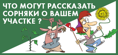 Кислотно-щелочной баланс почвы и растения-индикаторы Кислотно-щелочной баланс почвы и растения-индикаторы