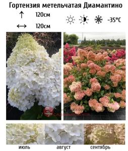 Гортензия метельчатая Диамантино С10 СП-21 (в начале желтовато-зеленые,потом розовые)