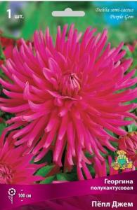 Георгина Пепл Джем 1шт.