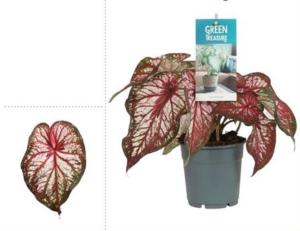 Каладиум Экспложн С12 Н25