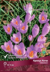 Крокус Прекрасный Кочи (Зонатус) 10шт ( нежный, светло-розовый с жёлтым дном, 7/8, h10-15см)
