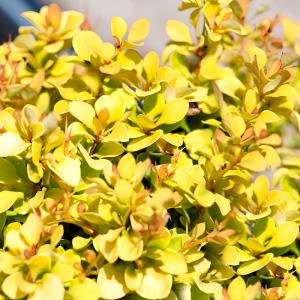 Барбарис тунберга Голдалита C 3 20-30 1