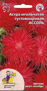 Астра Ассоль игольчатая густомахровая Одн 80см (УД)