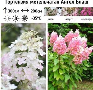 Гортензия метельчатая Ангел Блаш С5 ГлХ 