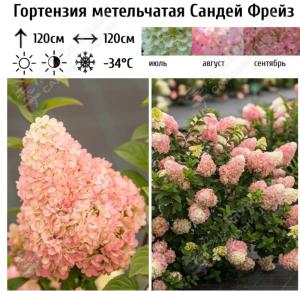 Гортензия метельчатая Сандей Фрейз С15-20 (Самарский Питомник)