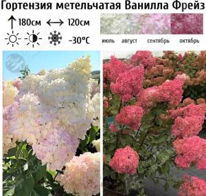 Гортензия метельчатая Ванилла Фрейз С15 ГлХ 