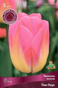 Тюльпан Триумф Том Паус (5шт, 12+)