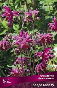 Аквилегия обыкновенная Бордо Барлоу (темно-пурпурный с белыми кончиками, 1шт, I) Аквилегия обыкновенная Бордо Барлоу (темно-пурпурный с белыми кончиками, 1шт, I)