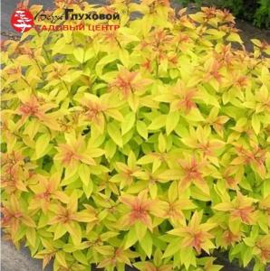 Спирея японская Мерло Голд С3 СП-23 (желтый, осенью оранжевый оттенок)