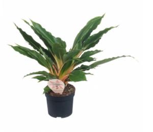 Хлорофитум Грин Оранж, комп. (D-12)