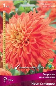 Георгина декоративная Неон Сплендер