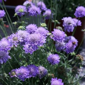 Скабиоза японская Ритц Блу (Лавандовая ферма)