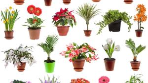 Комнатное растение 150 Комнатное растение 150