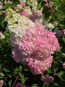 Гортензия метельчатая Фрайз Мелба с2 (Никитенко)