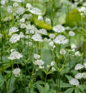 Астранция крупная Альба С3 (Питомник Малахит)