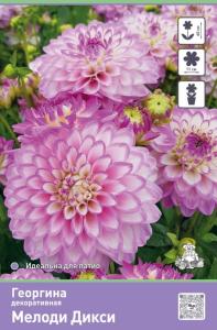 Георгина декоративная Мелоди Дикси 1шт (60см, диаметр 11см, розовато-лиловый)