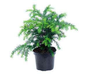 Тисс ягодный Репанденс v2 Lav