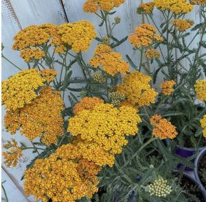 Тысячелистник 