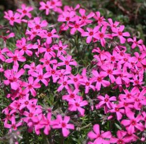 Флокс шиловидный Скарлет Флейм (Лавандовая ферма)