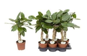 Фикус Бен Одри со закрученным стеблем 17см Фикус Бен Одри со закрученным стеблем 17см