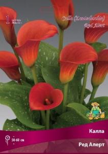 Калла Ред Алерт 1шт 14-16