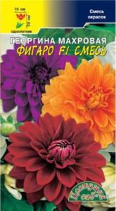 Георгина Фигаро F1 Смесь махровая Цвет сад