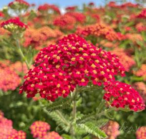 Тысячелистник 