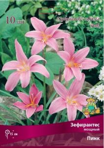 Зефирантес мощный Пинк 10шт, 6-+