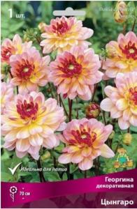 Георгина декоративная Цынгаро (нежно-розовый, у основания лепестков - жёлтый, диаметр 10см, 1шт, I)