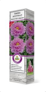 Пион древовидный Богатство и звание 1шт (лепестки темно-розовые)