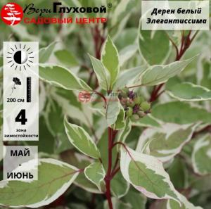 Дерен Элегантиссима белый С3 СП