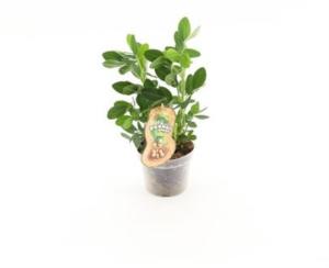 Арахис Гипогея (пиндаплант) С12 H20