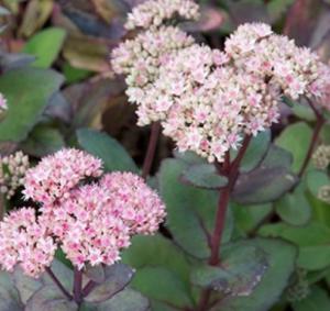 Седум (очиток) гибридный Matrona, С3 (Питомник Малахит)