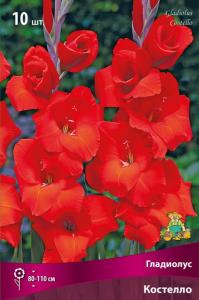 Гладиолус крупноцветковый Костелло 10шт (красный окрас, 10-12)