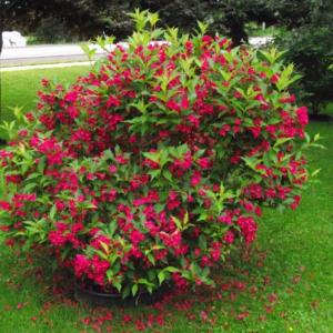 Вейгела кустарниковая