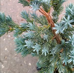 Можжевельник чешуйчатый Мейери v2 Lav