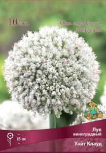 Лук виноградный Уайт Клауд 10шт ( бордово-фиолетовые, 6+)