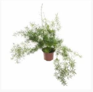 Аспарагус Спренжери, уп. (D-12) Аспарагус Спренжери, уп. (D-12)