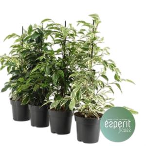 Фикус Бе Роял Микс 3-4ств 12см